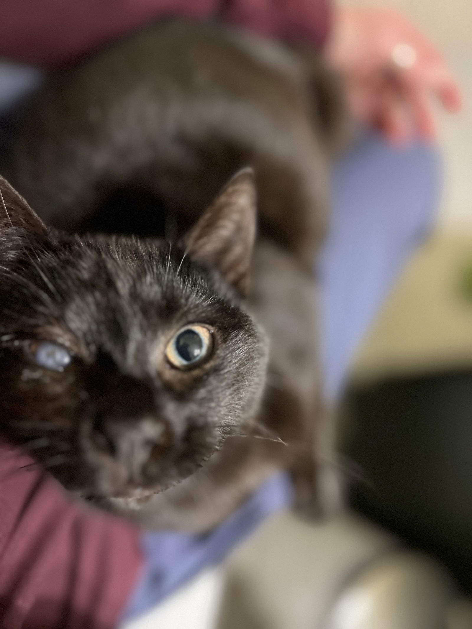 Mad Eye Meowdy, an adoptable Domestic Short Hair in Camden, SC, 29021 | Photo Image 3