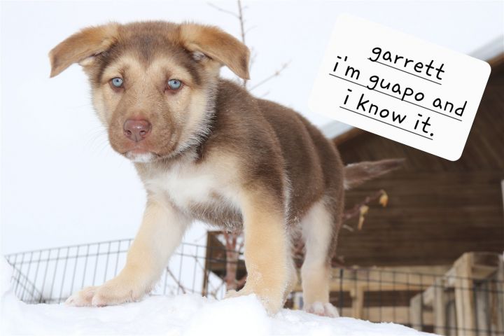 Garrett, an adopted German Shepherd Dog Mix in Winter Park, CO_image-2