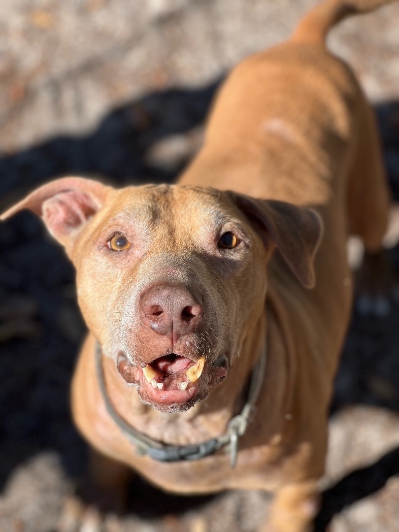 Buddy, an adoptable Mixed Breed in Bay City, MI, 48706 | Photo Image 3