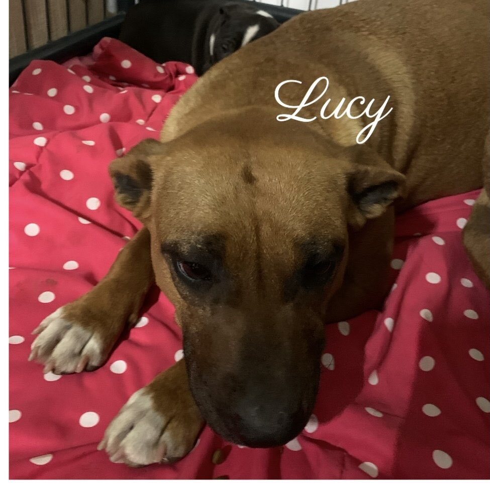 Lucy, an adoptable Black Mouth Cur in Canyon, TX, 79015 | Photo Image 1