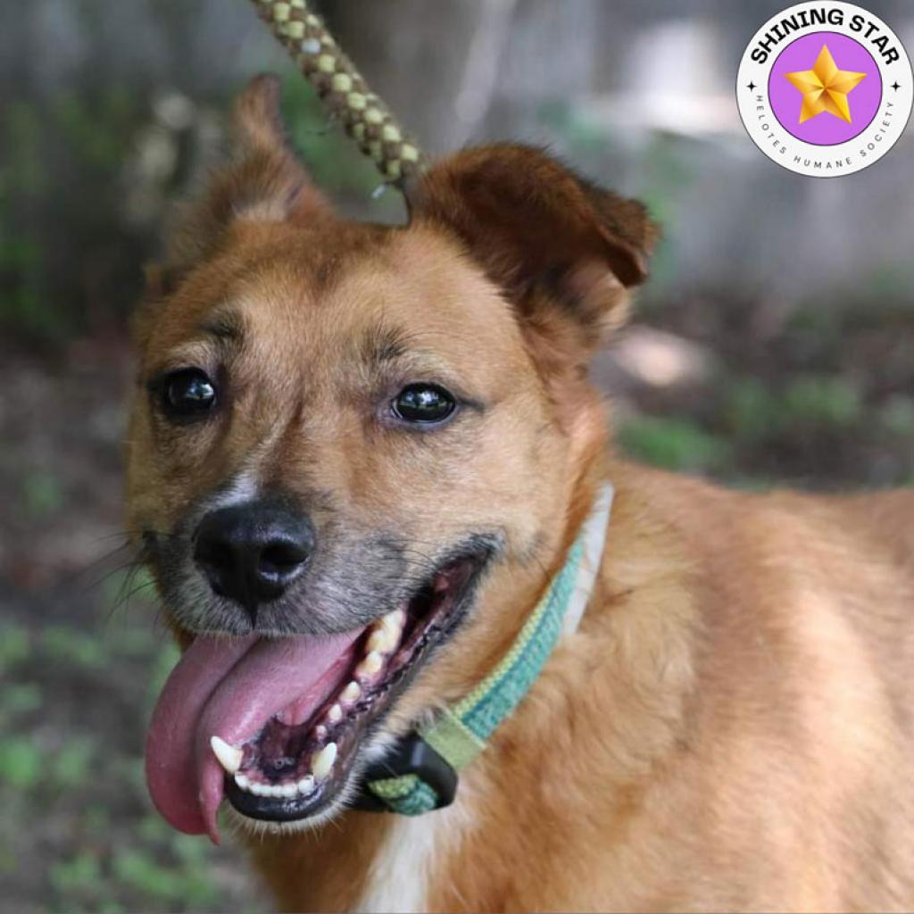 Auggie, an adoptable Retriever, Cardigan Welsh Corgi in San Antonio, TX, 78253 | Photo Image 1