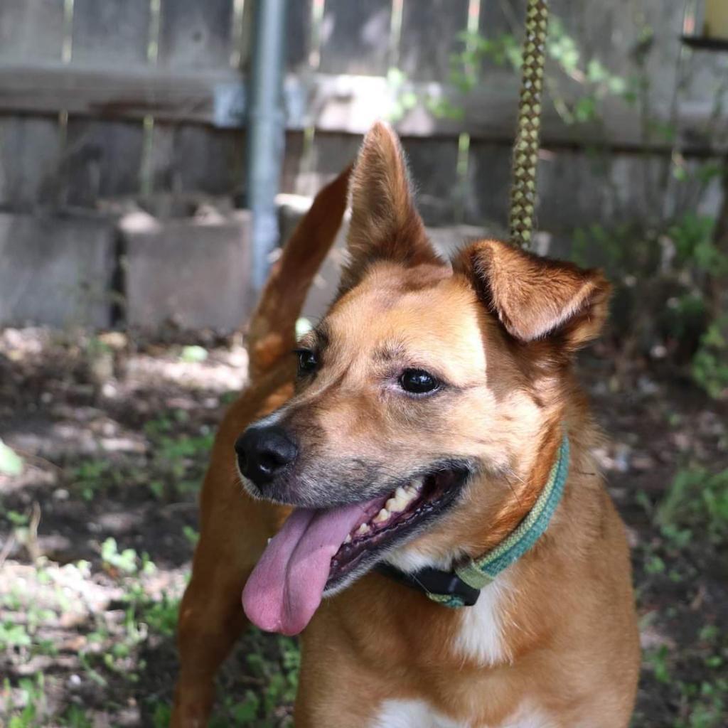 Auggie, an adoptable Retriever, Cardigan Welsh Corgi in San Antonio, TX, 78253 | Photo Image 2