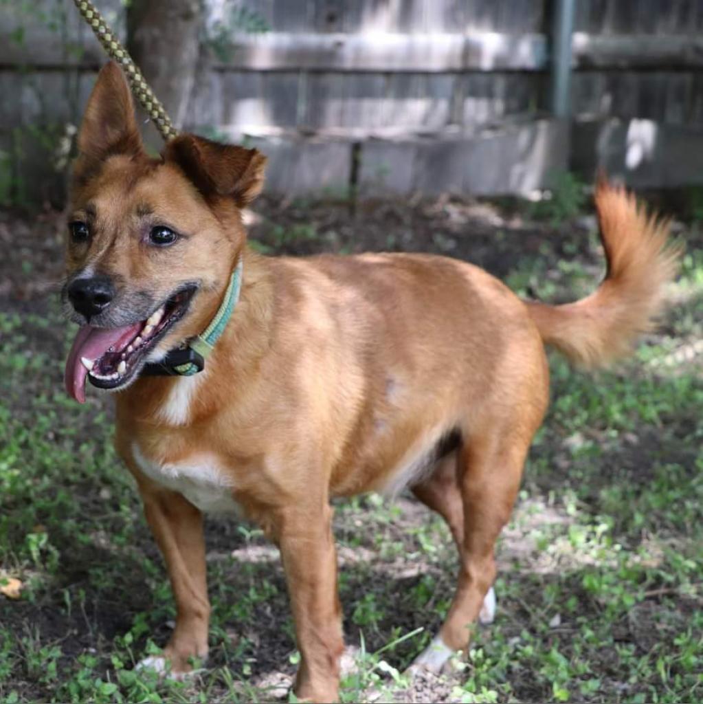 Auggie, an adoptable Retriever, Cardigan Welsh Corgi in San Antonio, TX, 78253 | Photo Image 3