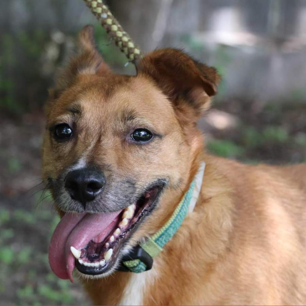 Auggie, an adoptable Retriever, Cardigan Welsh Corgi in San Antonio, TX, 78253 | Photo Image 4