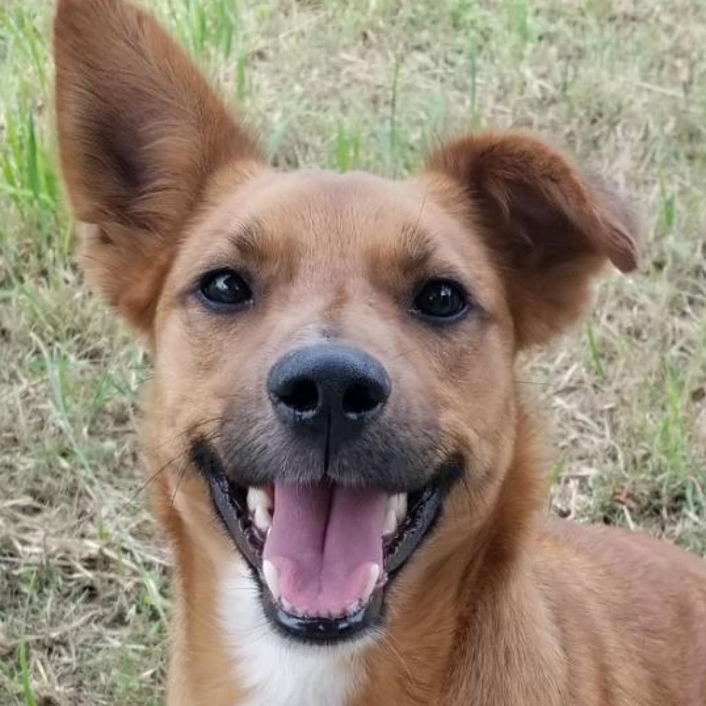 Auggie, an adoptable Retriever, Cardigan Welsh Corgi in San Antonio, TX, 78253 | Photo Image 5