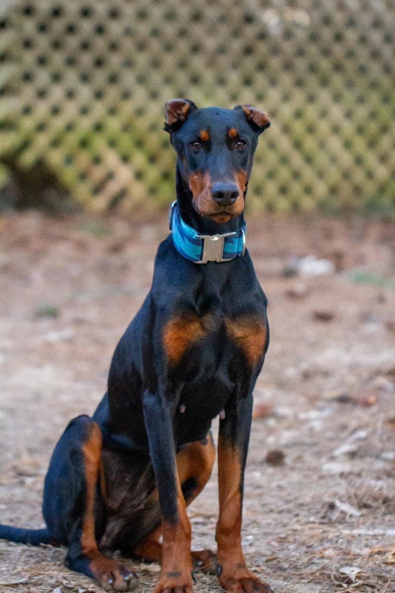 when should you neuter your doberman