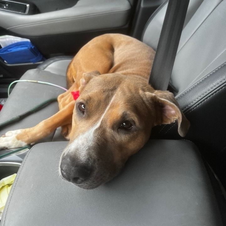 Dog for adoption Clementine , a Rhodesian Ridgeback & American