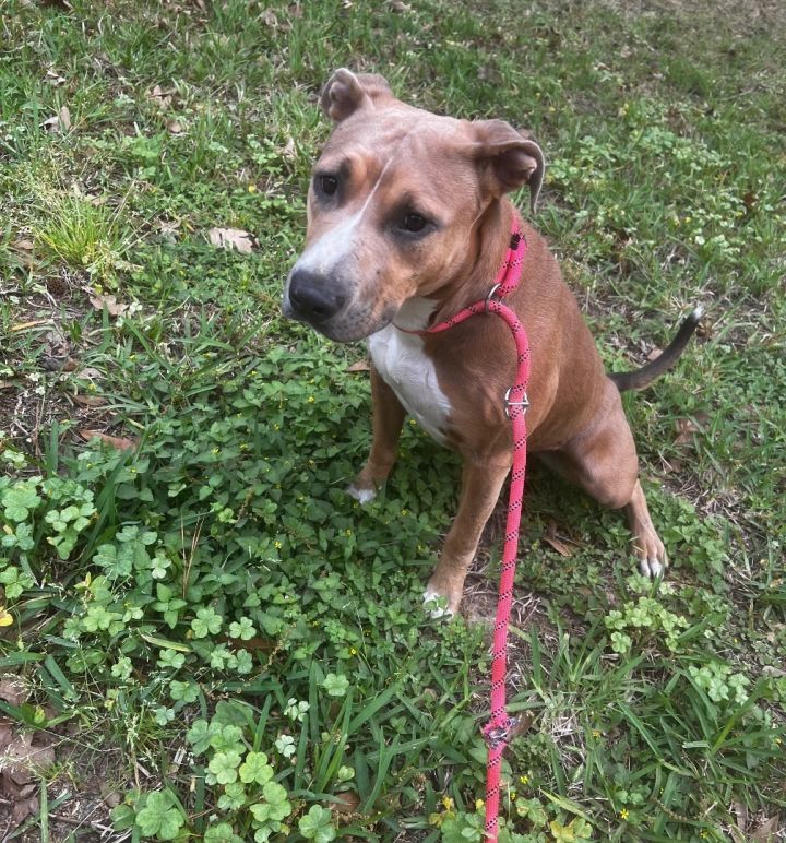 Dog for adoption Clementine , a Rhodesian Ridgeback & American