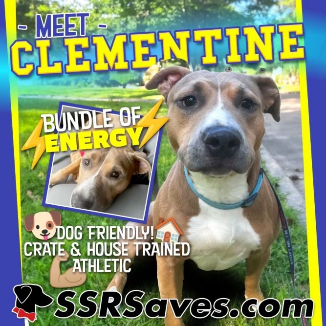 Dog for adoption Clementine , a Rhodesian Ridgeback & American