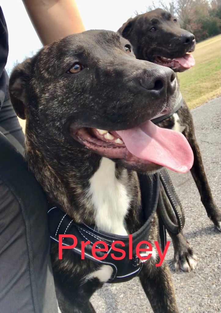 Presley, an adoptable Pit Bull Terrier, Labrador Retriever in Saint Francisville, LA, 70775 | Photo Image 1