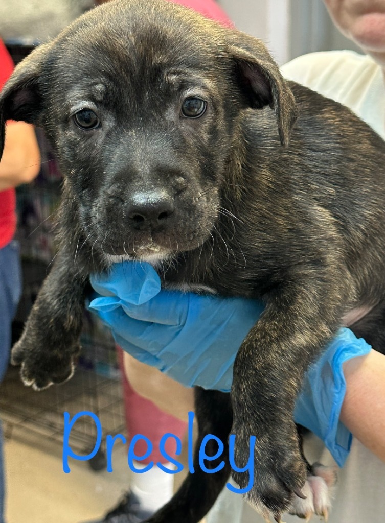 Presley, an adoptable Pit Bull Terrier, Labrador Retriever in Saint Francisville, LA, 70775 | Photo Image 2