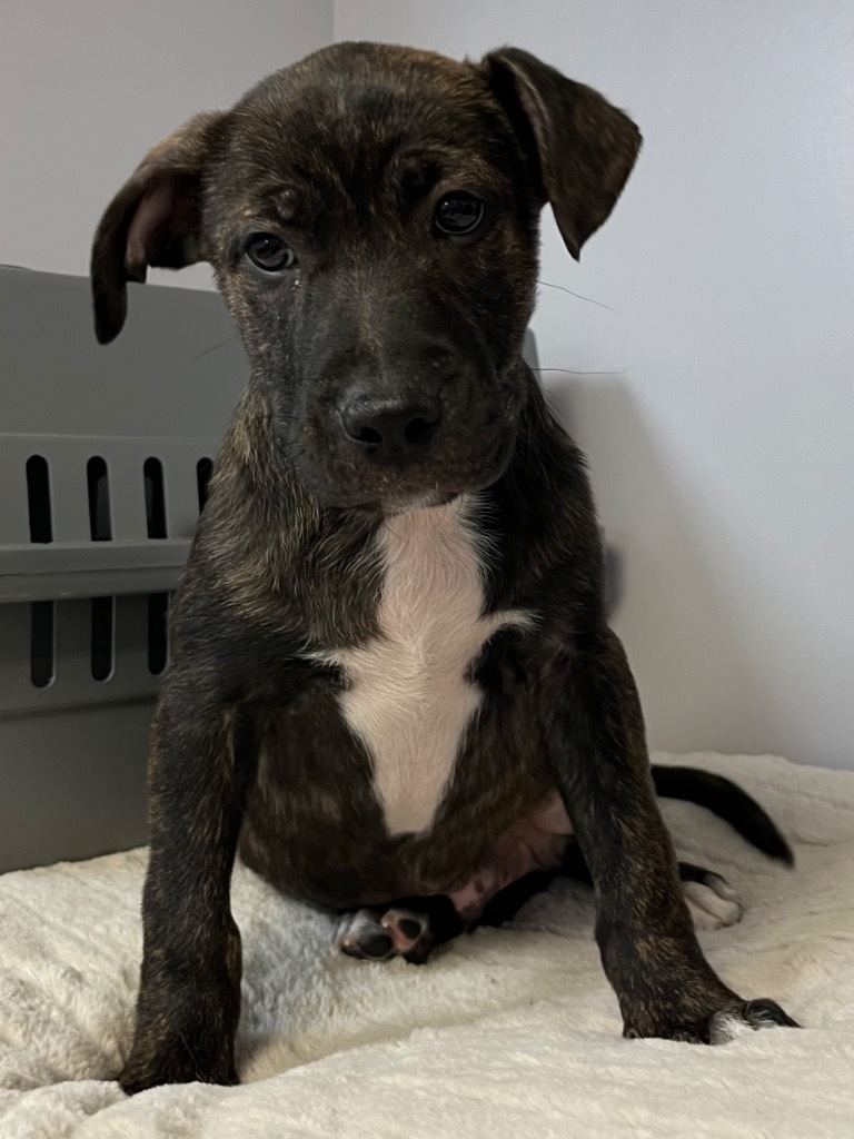 Presley, an adoptable Pit Bull Terrier, Labrador Retriever in Saint Francisville, LA, 70775 | Photo Image 3