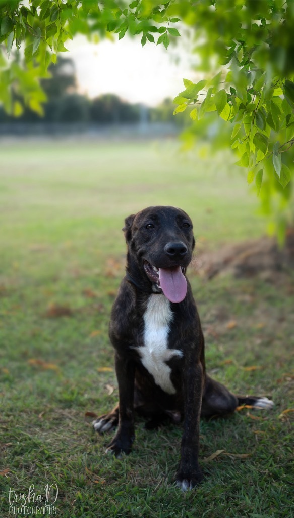 Presley, an adoptable Pit Bull Terrier, Labrador Retriever in Saint Francisville, LA, 70775 | Photo Image 4