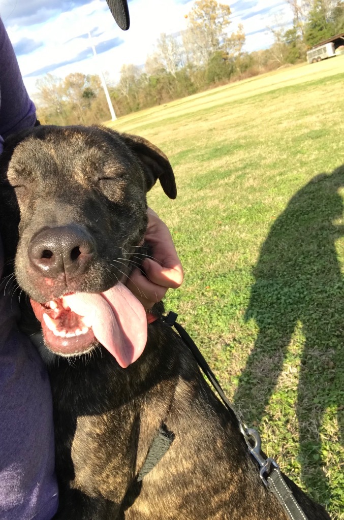 Presley, an adoptable Pit Bull Terrier, Labrador Retriever in Saint Francisville, LA, 70775 | Photo Image 5