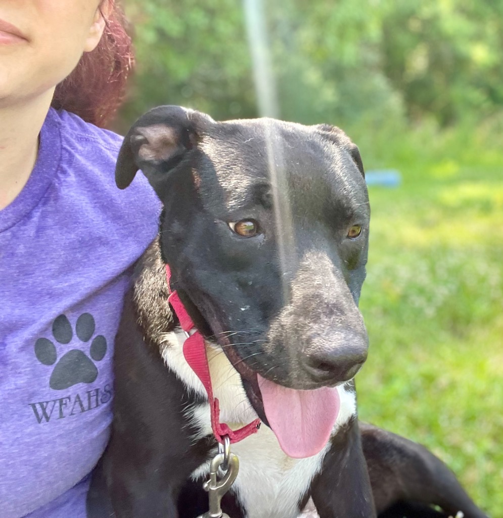 Pippa, an adoptable Pit Bull Terrier, Labrador Retriever in Saint Francisville, LA, 70775 | Photo Image 1