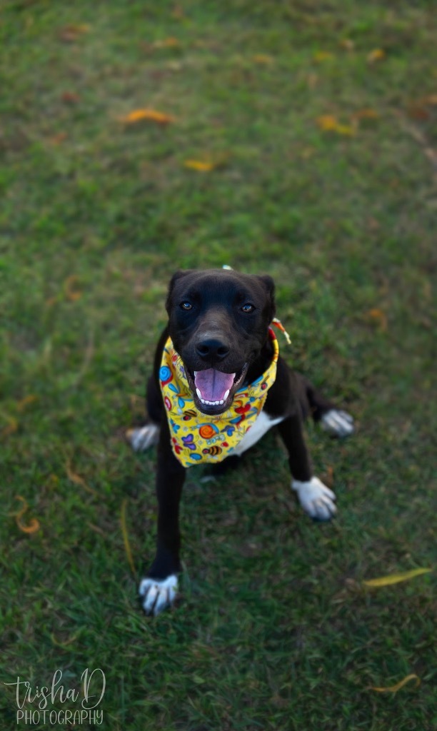 Pippa, an adoptable Pit Bull Terrier, Labrador Retriever in Saint Francisville, LA, 70775 | Photo Image 3