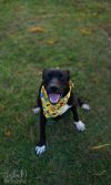 Pippa photo 3