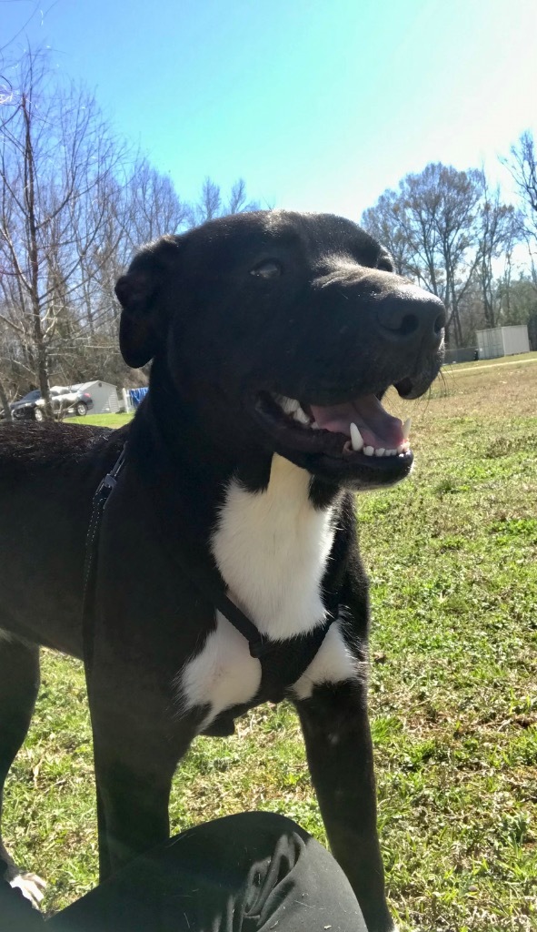 Pippa, an adoptable Pit Bull Terrier, Labrador Retriever in Saint Francisville, LA, 70775 | Photo Image 4