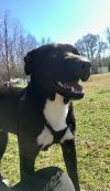 Pippa photo 4
