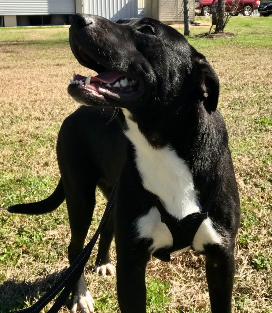 Pippa, an adoptable Pit Bull Terrier, Labrador Retriever in Saint Francisville, LA, 70775 | Photo Image 5