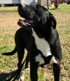Pippa photo 5
