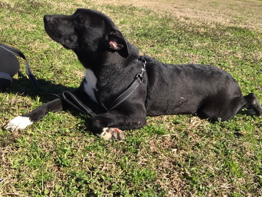 Pippa, an adoptable Pit Bull Terrier, Labrador Retriever in Saint Francisville, LA, 70775 | Photo Image 6