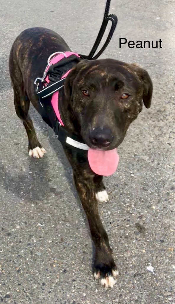 Peanut, an adoptable Pit Bull Terrier, Labrador Retriever in Saint Francisville, LA, 70775 | Photo Image 1