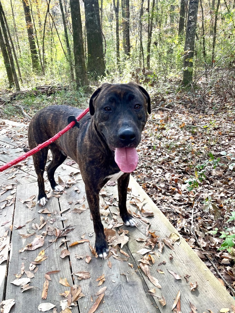 Peanut, an adoptable Pit Bull Terrier, Labrador Retriever in Saint Francisville, LA, 70775 | Photo Image 1