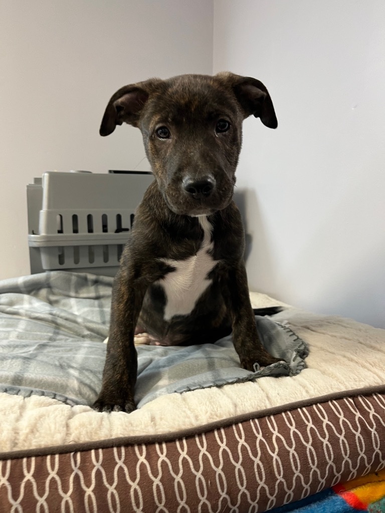 Peanut, an adoptable Pit Bull Terrier, Labrador Retriever in Saint Francisville, LA, 70775 | Photo Image 3