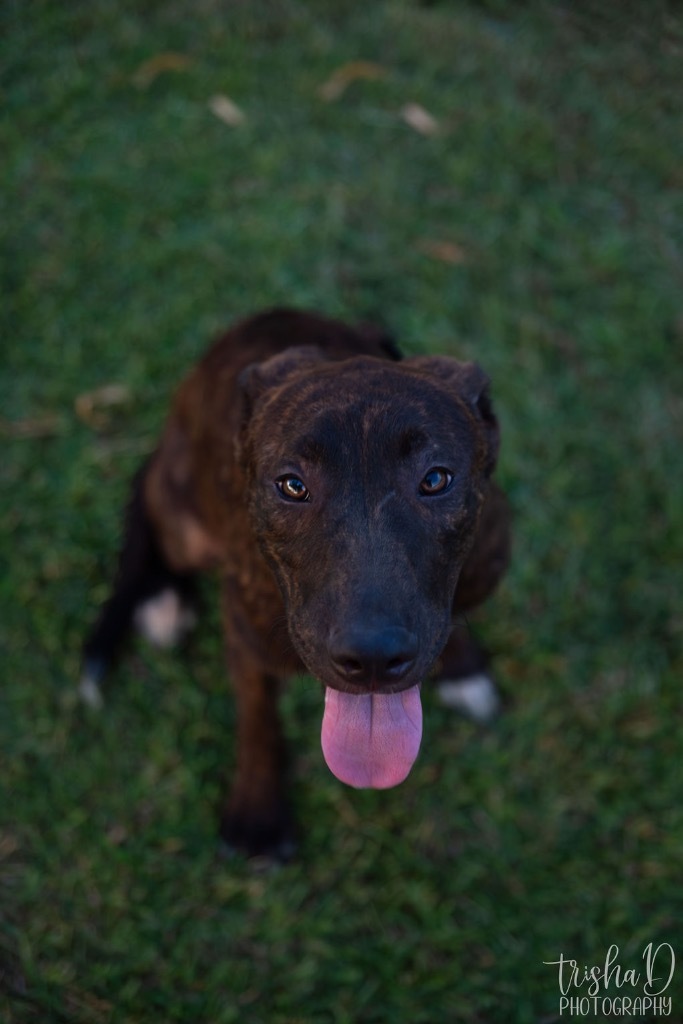 Peanut, an adoptable Pit Bull Terrier, Labrador Retriever in Saint Francisville, LA, 70775 | Photo Image 5