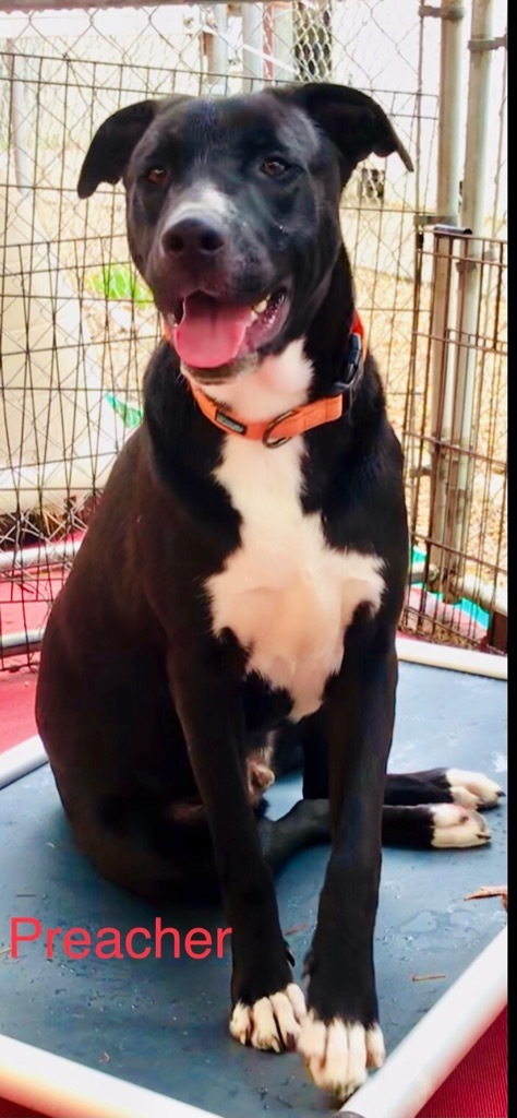 Preacher, an adoptable Pit Bull Terrier, Labrador Retriever in Saint Francisville, LA, 70775 | Photo Image 1