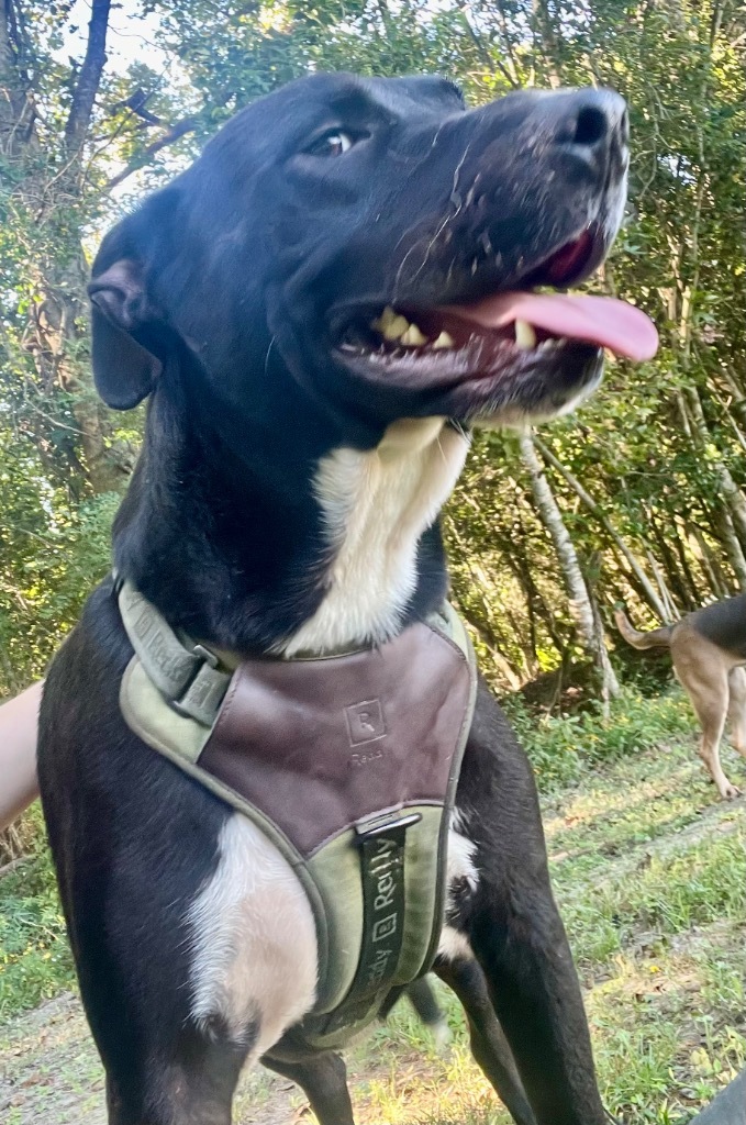 Preacher, an adoptable Pit Bull Terrier, Labrador Retriever in Saint Francisville, LA, 70775 | Photo Image 1