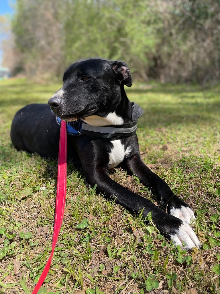 Preacher, an adoptable Pit Bull Terrier, Labrador Retriever in Saint Francisville, LA, 70775 | Photo Image 1