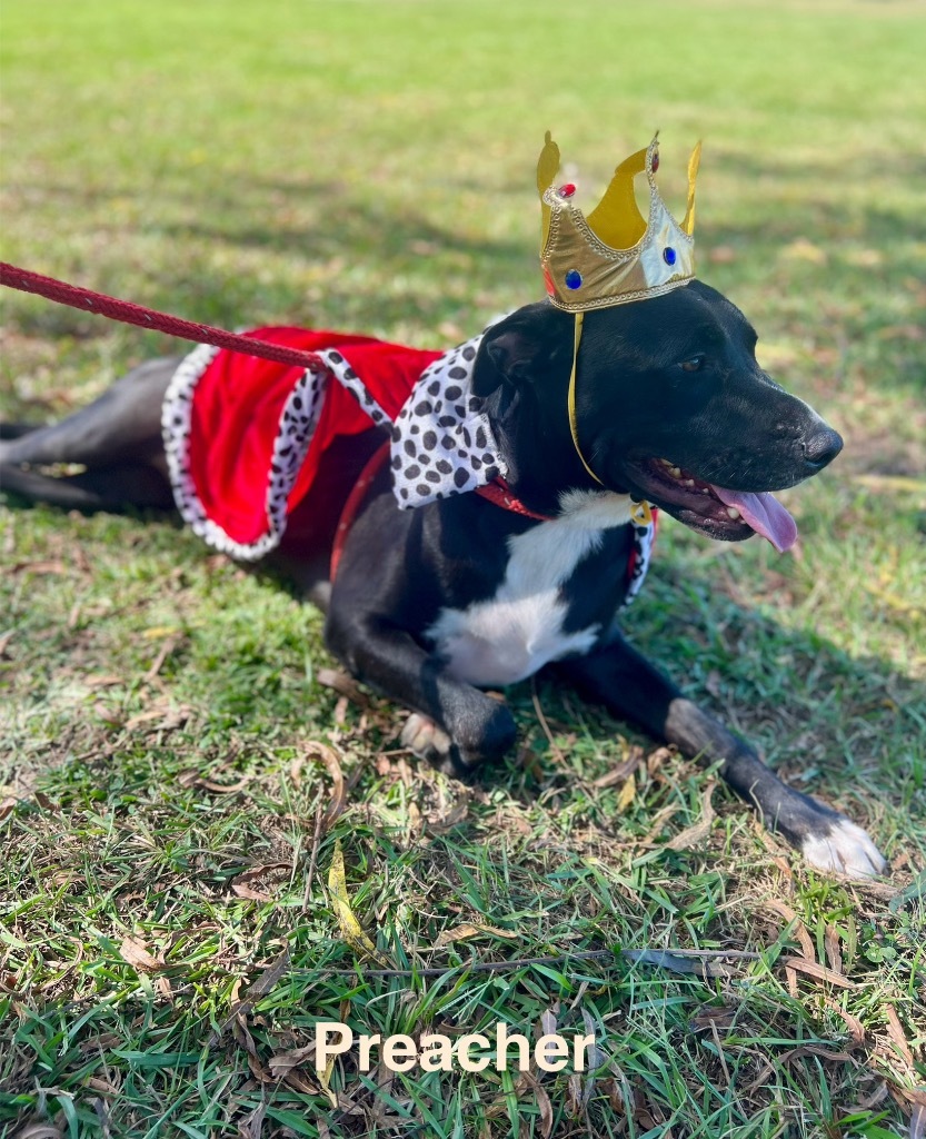 Preacher, an adoptable Pit Bull Terrier, Labrador Retriever in Saint Francisville, LA, 70775 | Photo Image 1