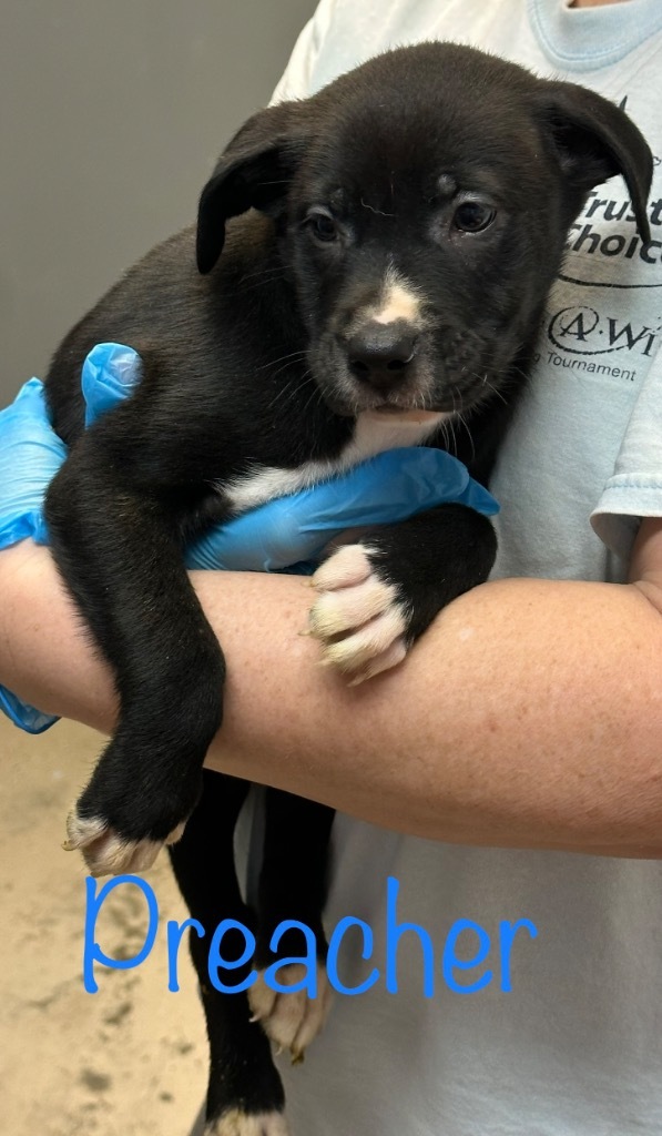 Preacher, an adoptable Pit Bull Terrier, Labrador Retriever in Saint Francisville, LA, 70775 | Photo Image 2