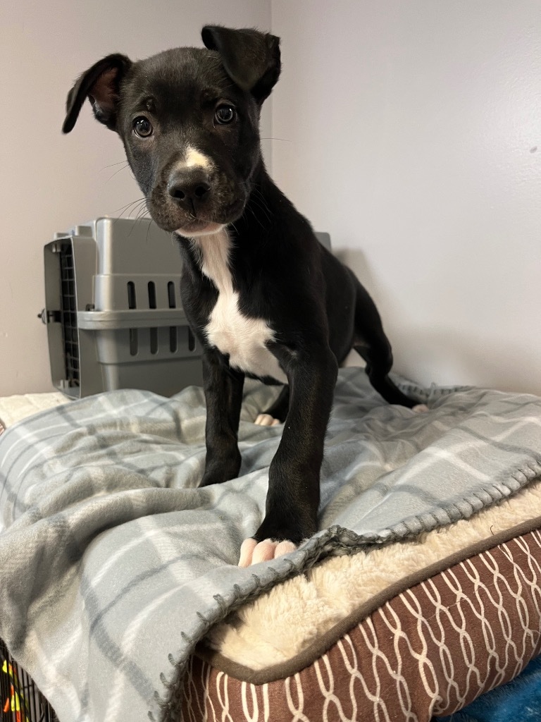 Preacher, an adoptable Pit Bull Terrier, Labrador Retriever in Saint Francisville, LA, 70775 | Photo Image 3