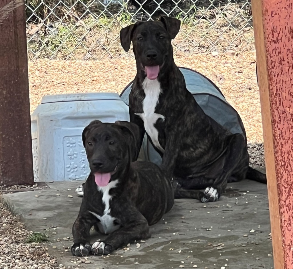 Preacher, an adoptable Pit Bull Terrier, Labrador Retriever in Saint Francisville, LA, 70775 | Photo Image 4