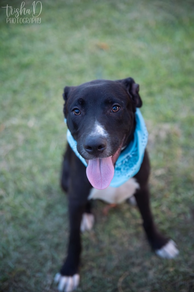 Preacher, an adoptable Pit Bull Terrier, Labrador Retriever in Saint Francisville, LA, 70775 | Photo Image 5