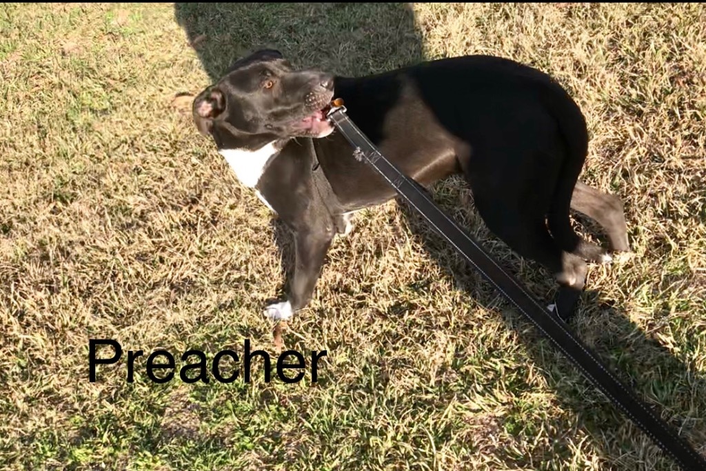 Preacher, an adoptable Pit Bull Terrier, Labrador Retriever in Saint Francisville, LA, 70775 | Photo Image 6