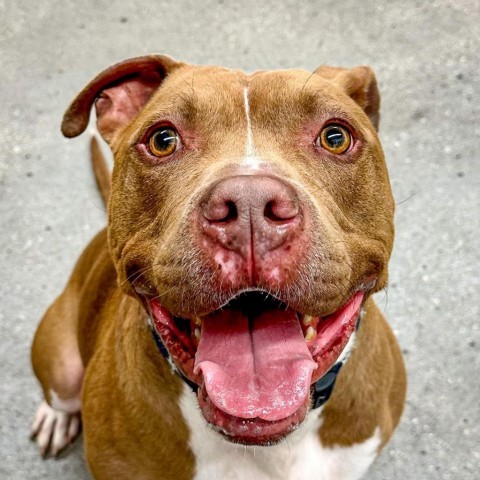 Buddy, an adoptable Mixed Breed in South Haven, MI, 49090 | Photo Image 1