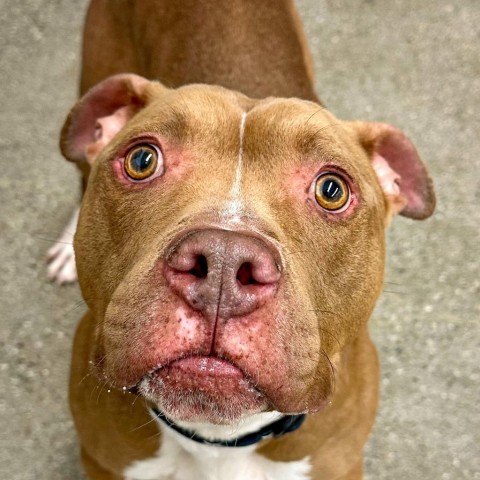 Buddy, an adoptable Mixed Breed in South Haven, MI, 49090 | Photo Image 2