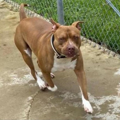 Buddy, an adoptable Mixed Breed in South Haven, MI, 49090 | Photo Image 3