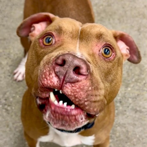 Buddy, an adoptable Mixed Breed in South Haven, MI, 49090 | Photo Image 3