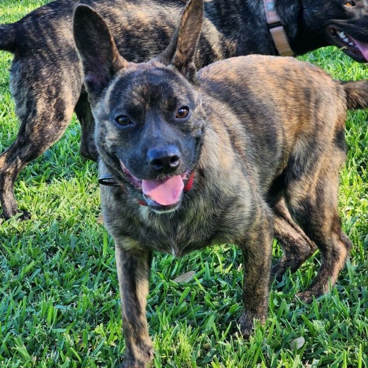 Shepherd cattle dog store mix