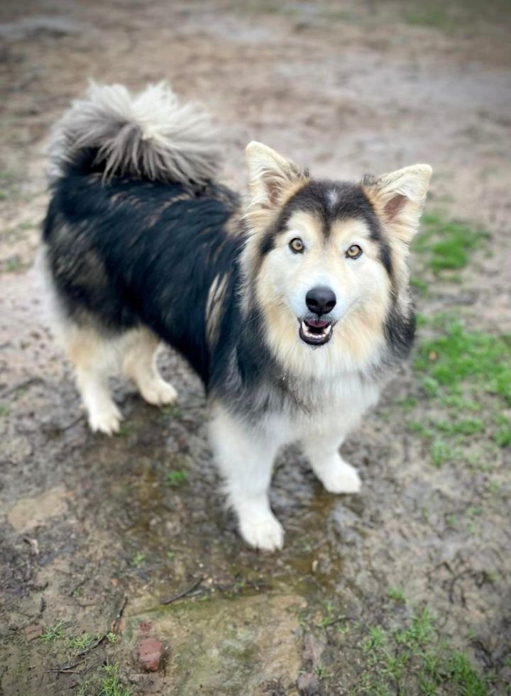 Ayluna, an adopted Husky & Shetland Sheepdog / Sheltie Mix in Kiowa, OK_image-6
