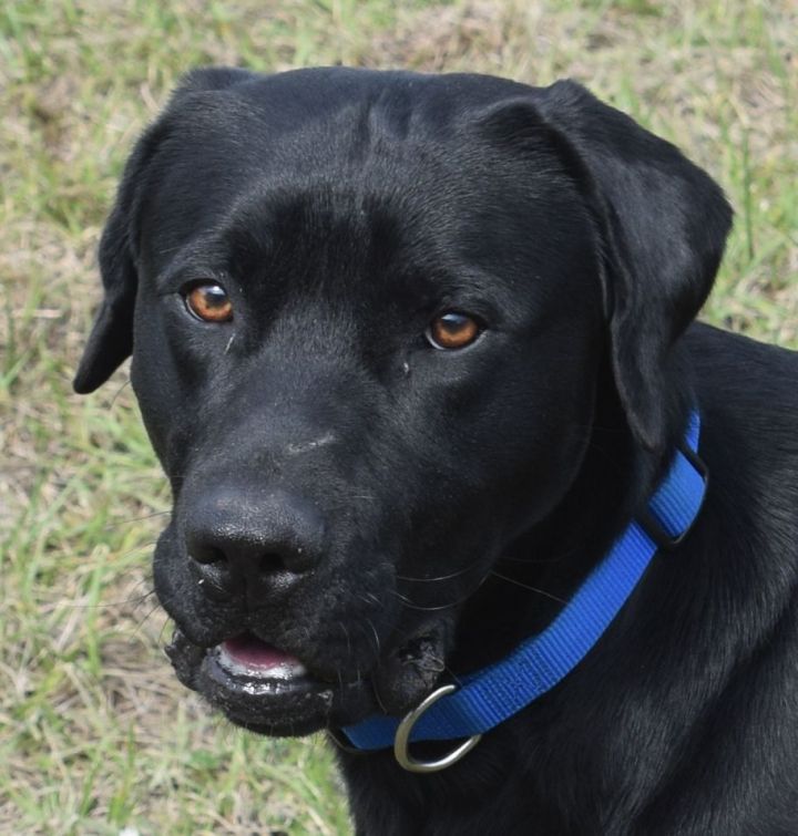 Jack, an adoptable Black Labrador Retriever Mix in Brenham, TX_image-1