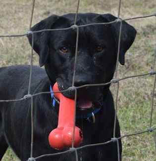 Jack, an adoptable Black Labrador Retriever Mix in Brenham, TX_image-2