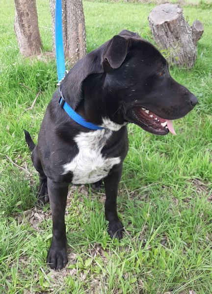 Rollo, an adoptable Black Labrador Retriever Mix in Brenham, TX_image-3