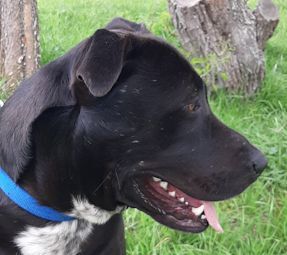 Rollo, an adopted Black Labrador Retriever Mix in Brenham, TX_image-4