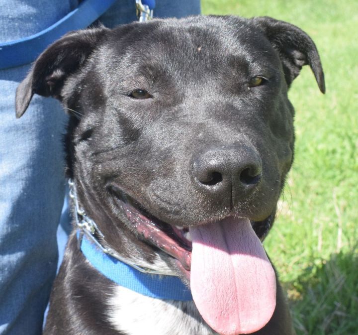Rollo, an adoptable Black Labrador Retriever Mix in Brenham, TX_image-5